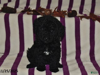 Miniature Poodle dogs Mary - Ad 17