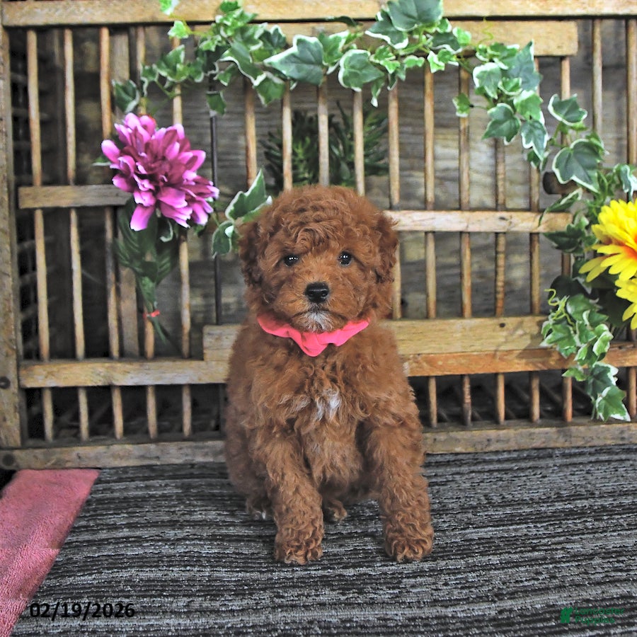 Mini Goldendoodle dogs Pearl - Ad 1