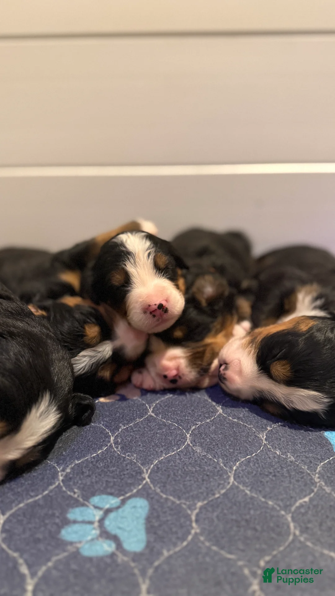 Bernese Mountain Dog dogs for sale: Grey Boy - Ad 1