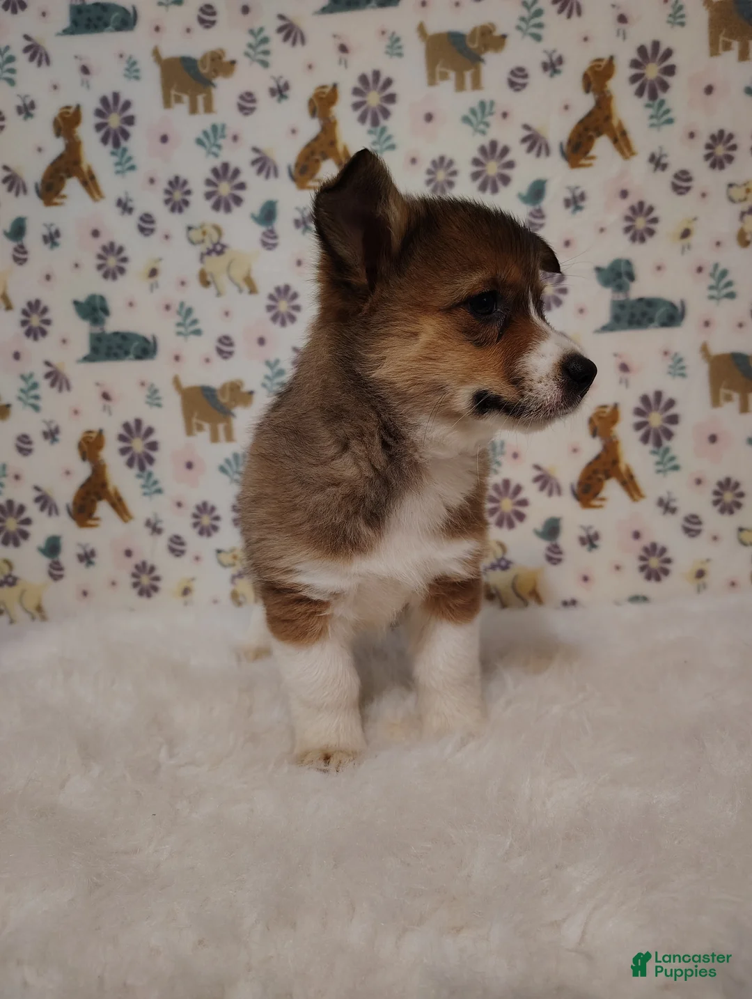 Mixed Breed dogs for sale: Dakota  - Ad 7