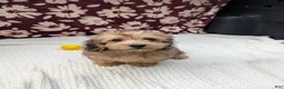 Havapoo dogs for sale: Fiona  - Ad 2