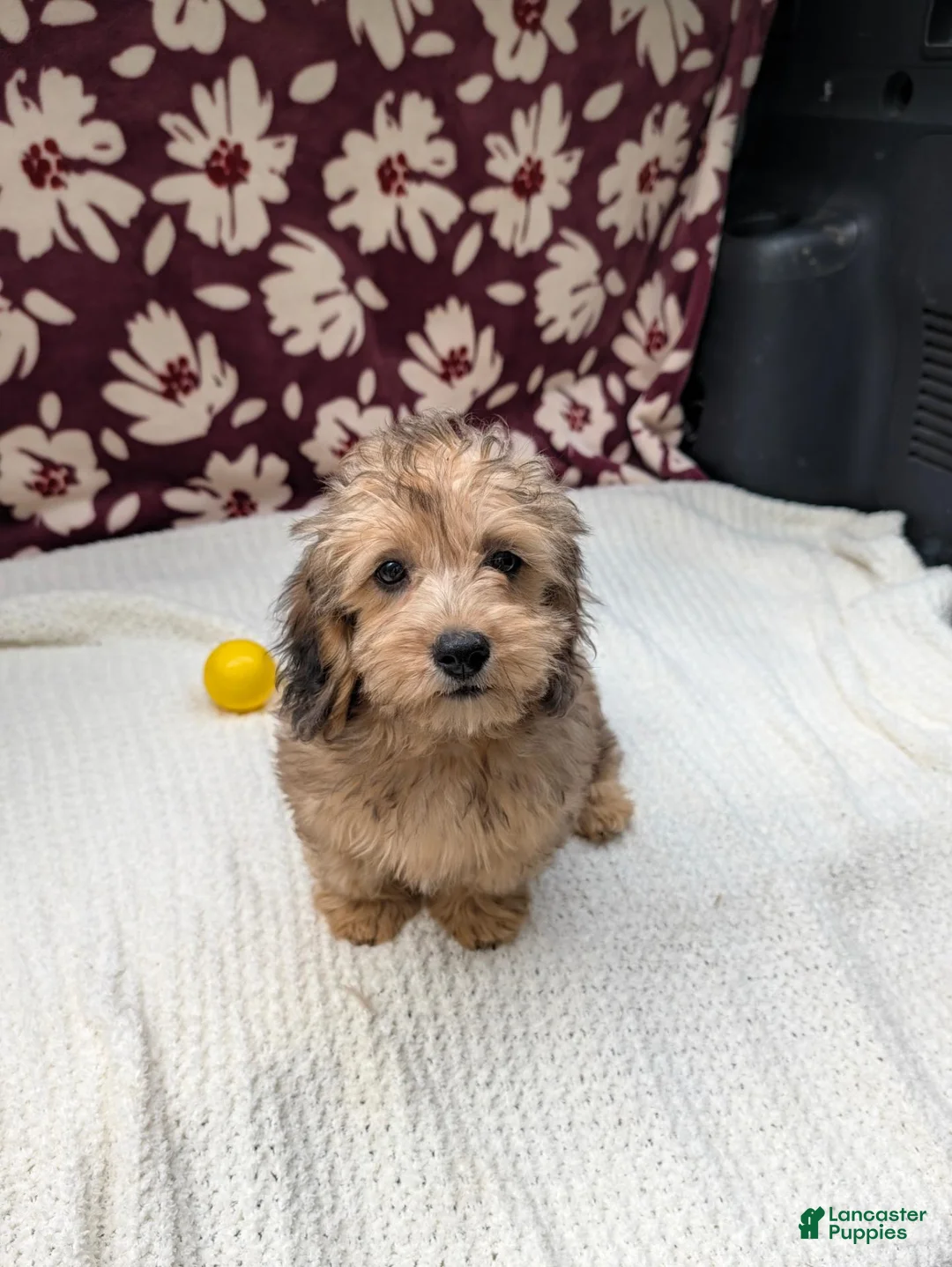 Havapoo dogs for sale: Fiona  - Ad 2