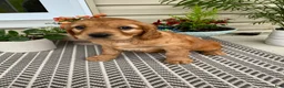 Miniature Golden Retriever dogs for sale: Moose - Ad 4