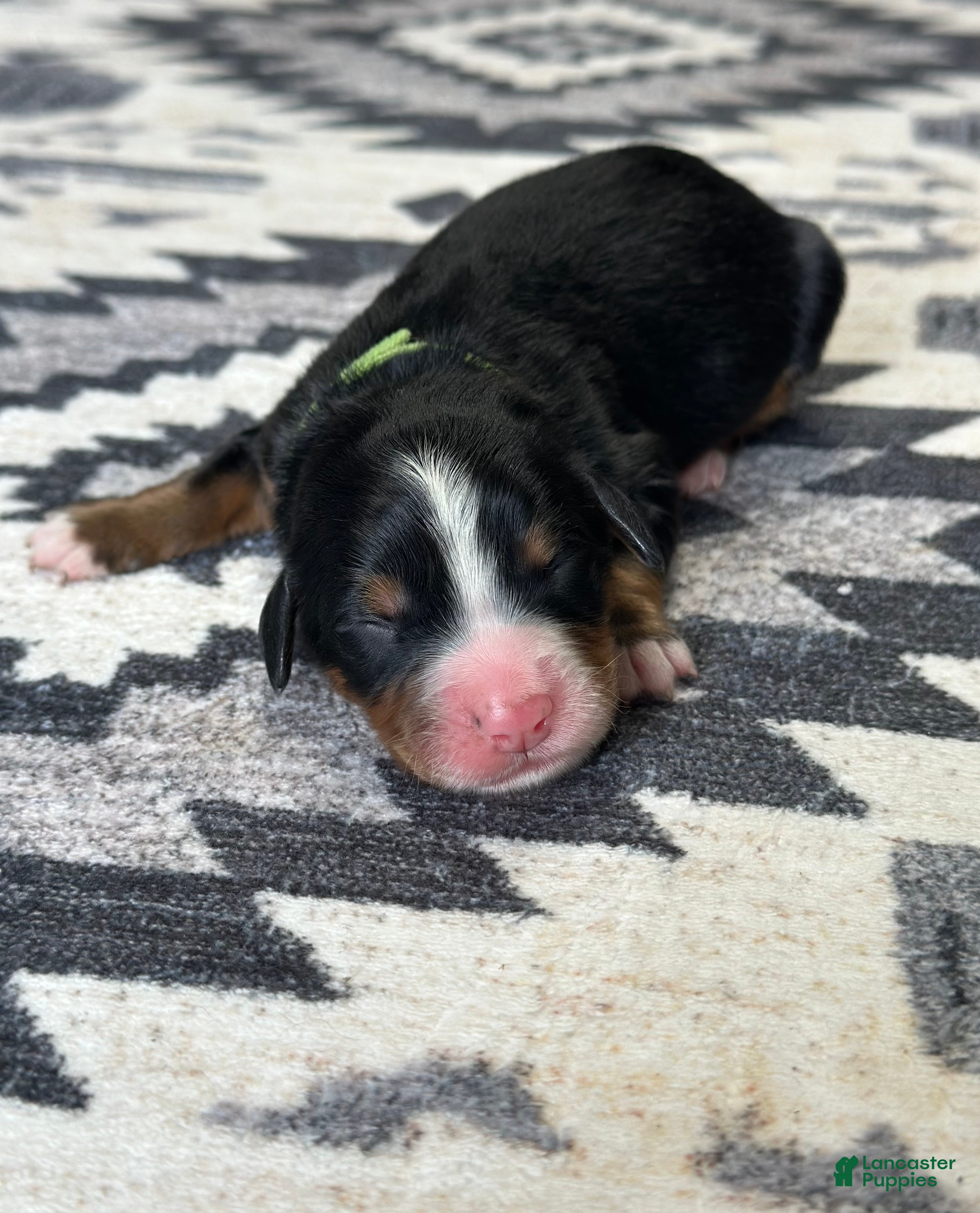 Bernese Mountain Dog dogs Rowdy - Ad 34