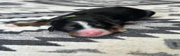 Bernese Mountain Dog dogs for sale: Rowdy - Ad 1