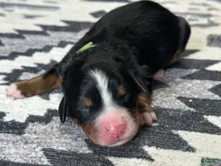 Bernese Mountain Dog dogs Rowdy - Ad 11