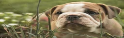 Mixed Breed dogs for sale: Dream Victorian Bulldog - Ad 14