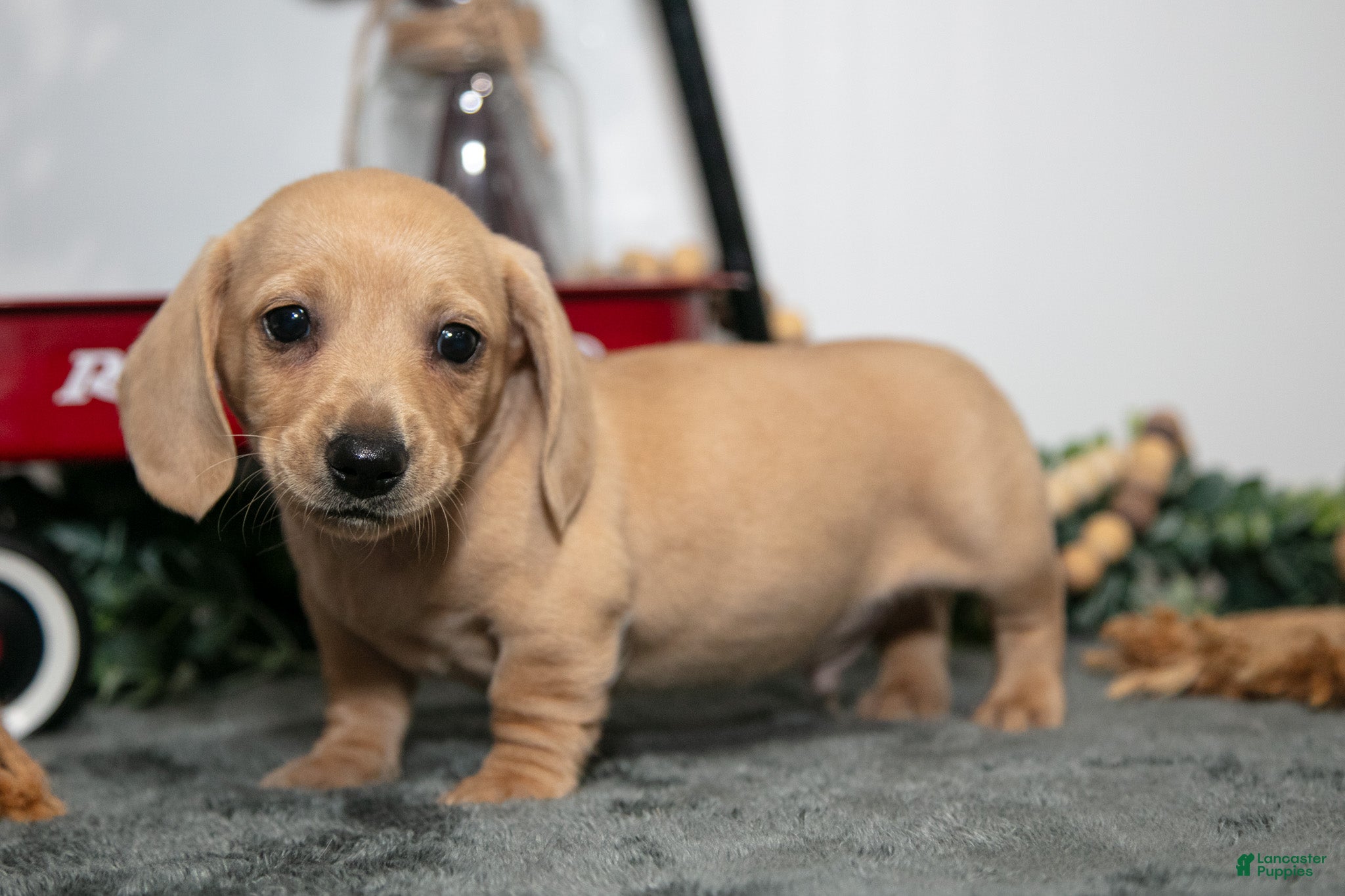 Miniature Dachshund dogs Dumpling - Ad 1