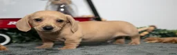 Miniature Dachshund dogs for sale: Dumpling - Ad 1