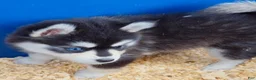 Pomsky dogs for sale: Roxanne - Ad 8