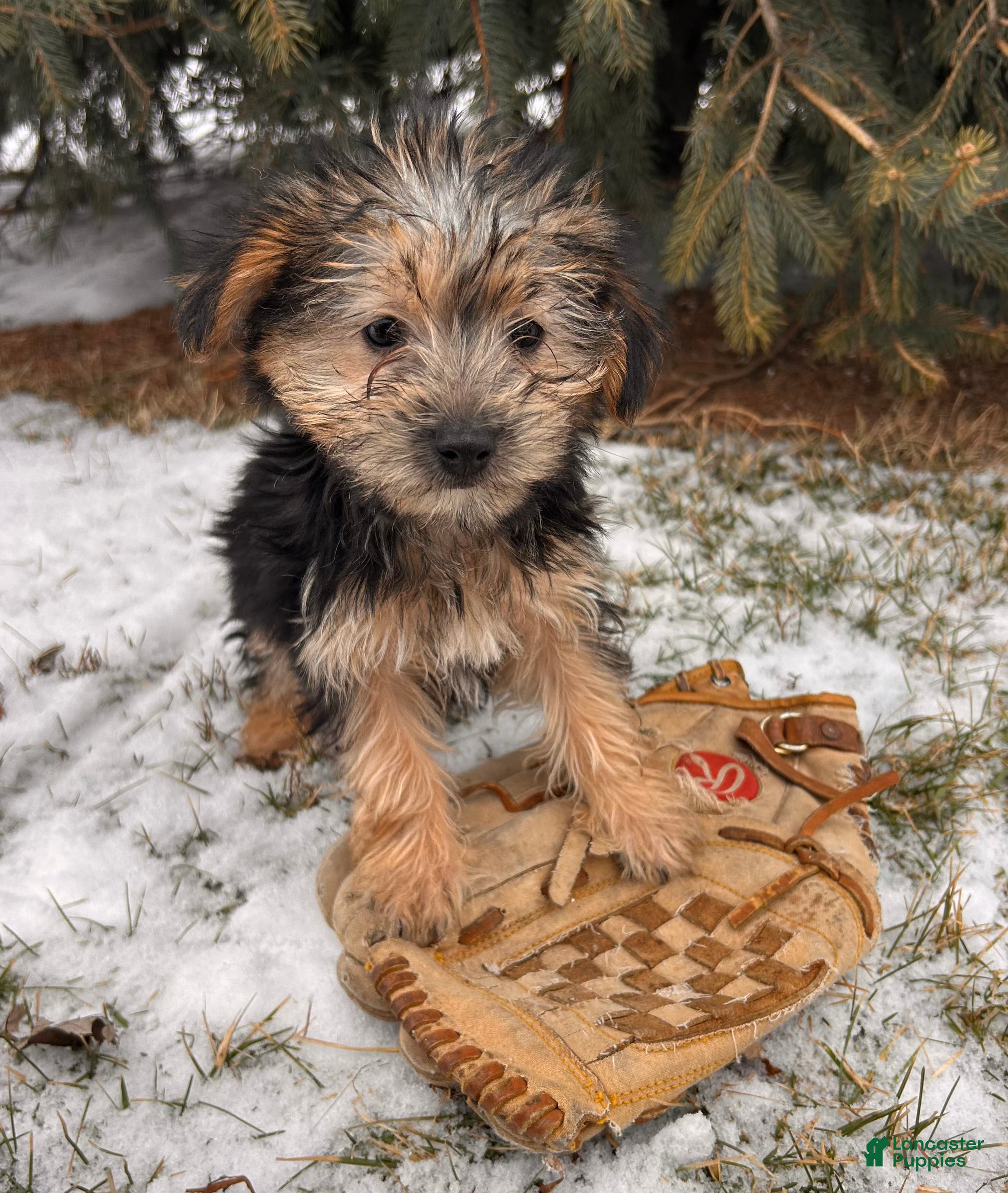 Morkie dogs Murphy - Ad 1