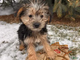 Morkie dogs Murphy - Ad 1