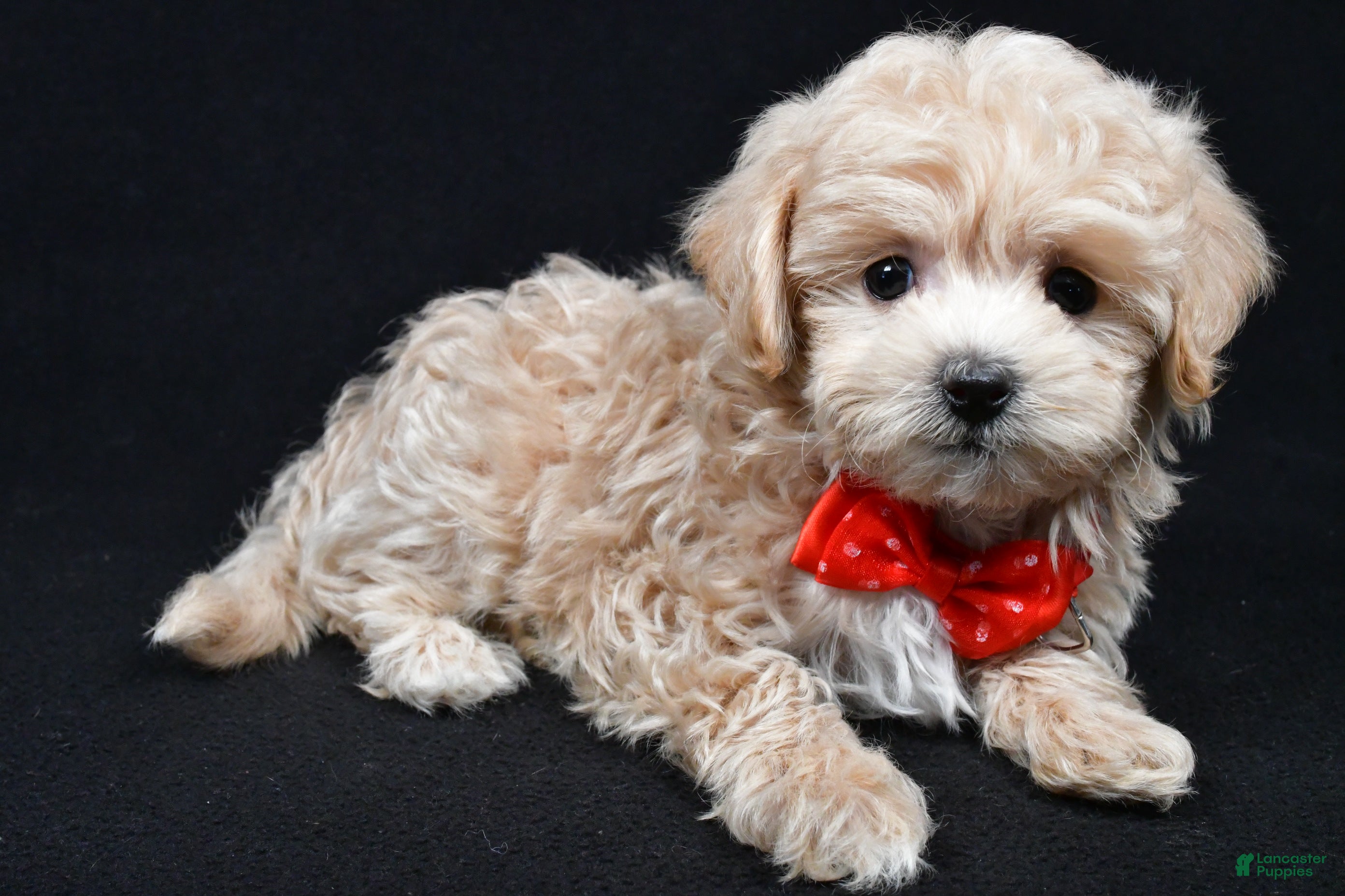 Maltipoo dogs Joey - Ad 1
