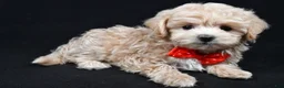 Maltipoo dogs for sale: Joey - Ad 1