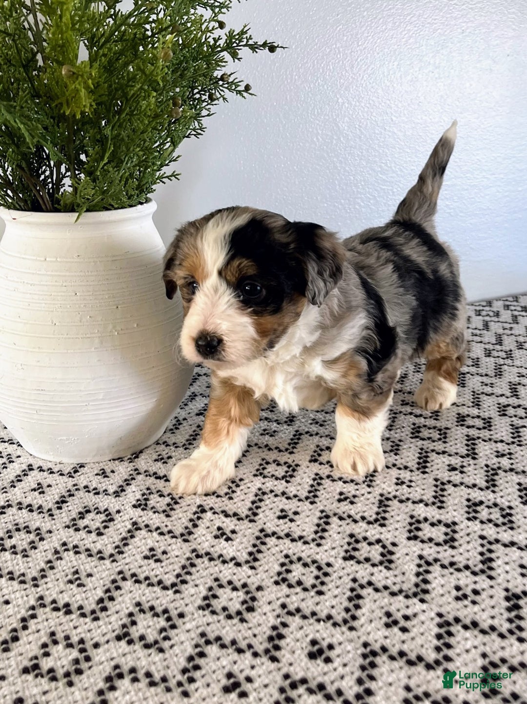 Mini Aussiedoodle dogs for sale: Marley - Ad 2