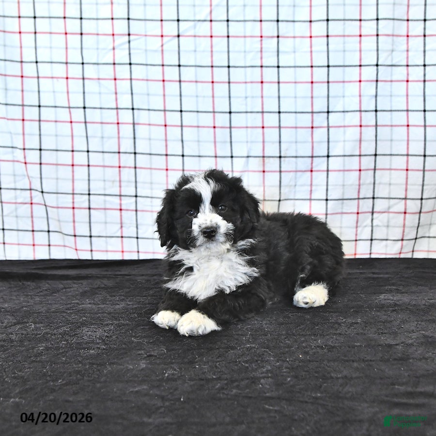 Mini Aussiedoodle dogs Wilson  EXTRA SMALL - Ad 2