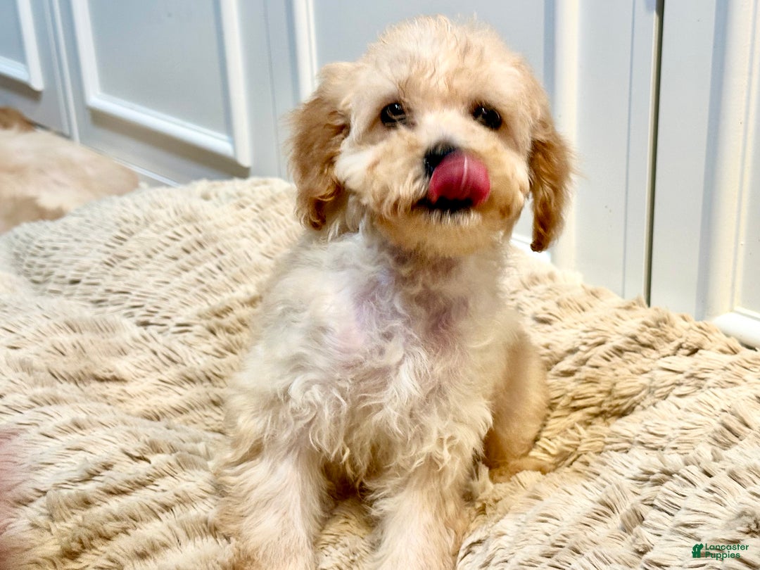 Cockapoo dogs for sale: Cindy - Ad 3