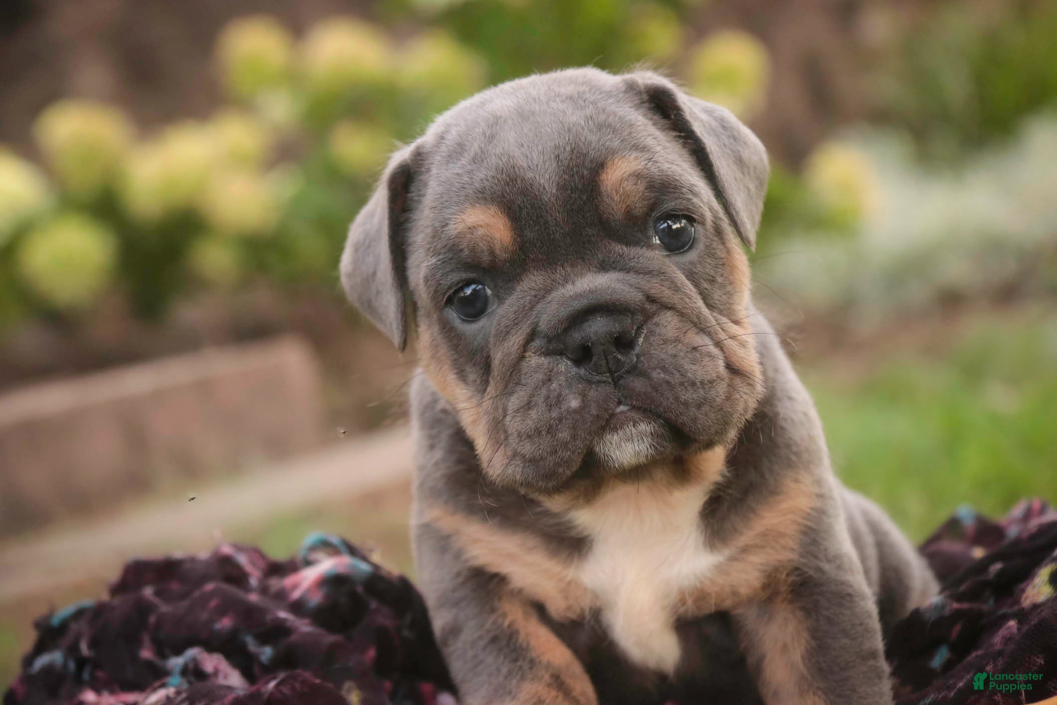 English Bulldog dogs Sophie English Bulldog  - Ad 2