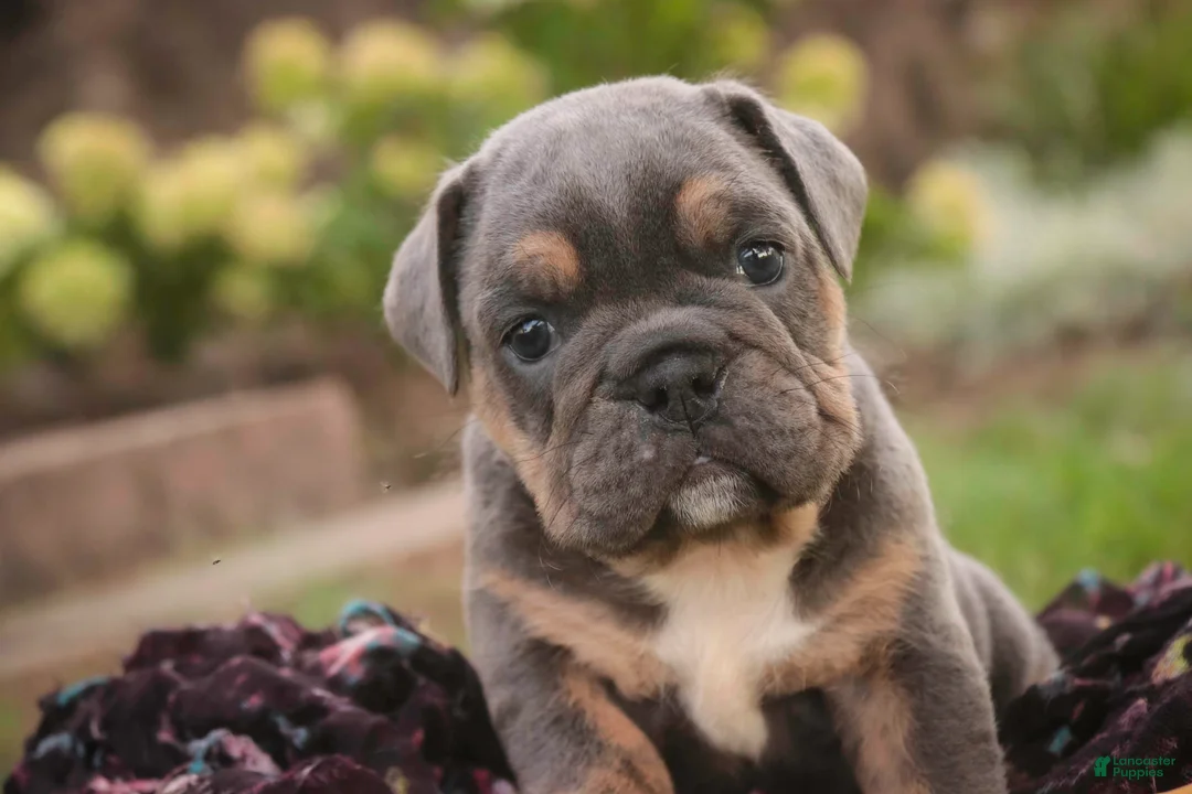 English Bulldog dogs for sale: Sophie English Bulldog  - Ad 2