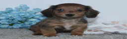 Miniature Dachshund dogs for sale: Irvin - Ad 3