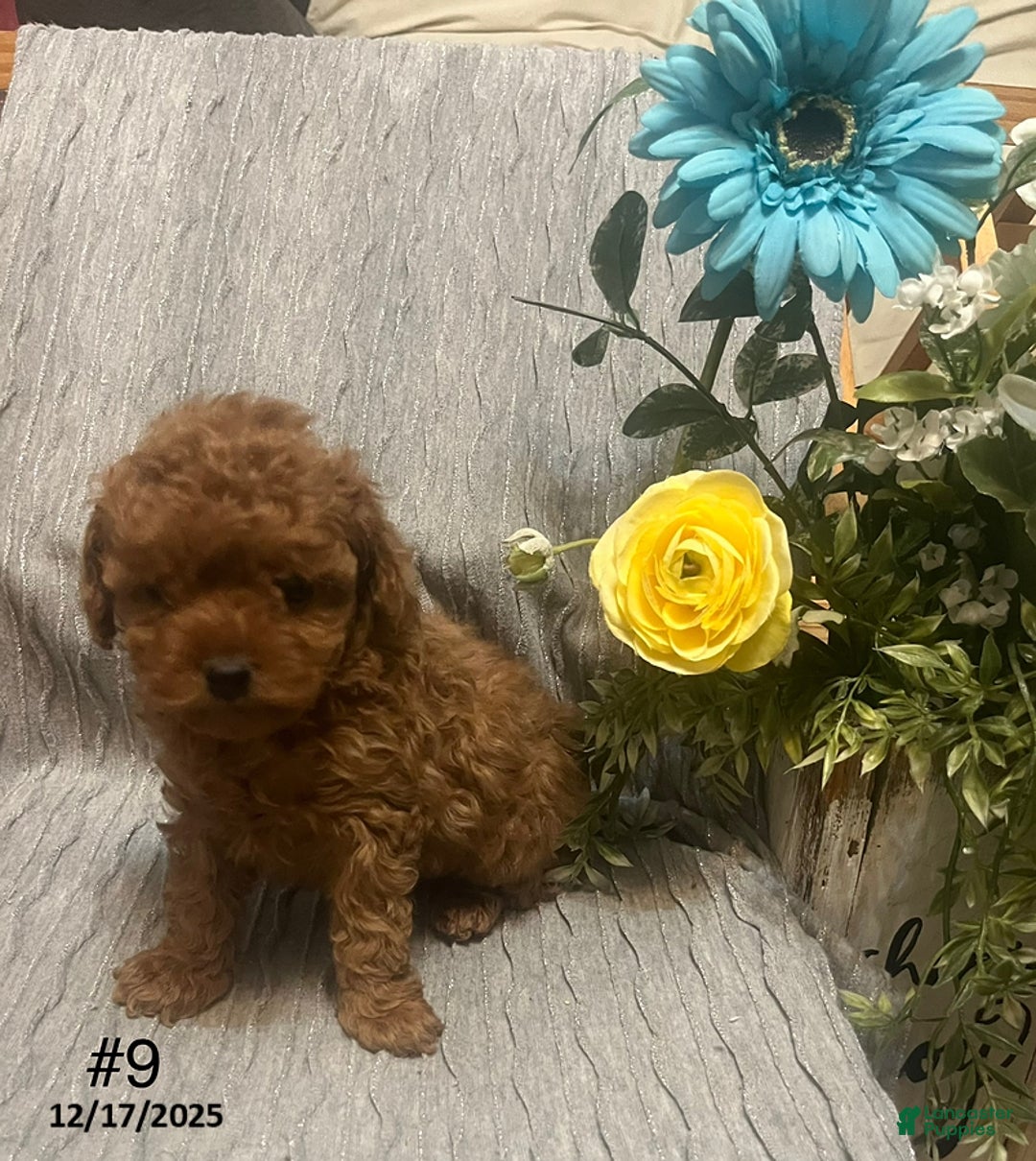 Miniature Poodle dogs for sale: Melinda - Ad 2