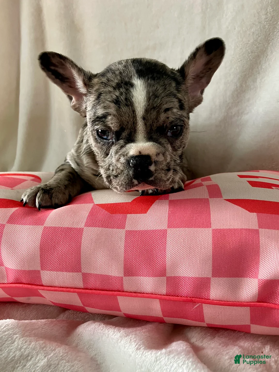 French Bulldog dogs for sale: Pepper - Ad 10