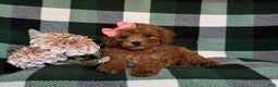 Miniature Poodle dogs for sale: Simone - Ad 5