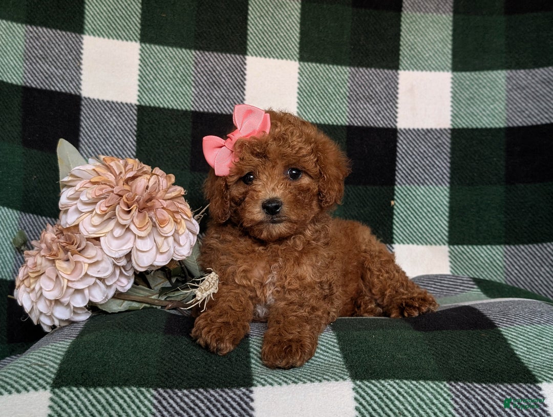 Miniature Poodle dogs for sale: Simone - Ad 5
