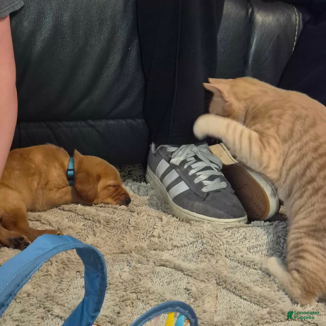 Mixed Breed dogs for sale: Blue collar - Ad 3