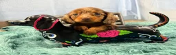 Miniature Dachshund dogs for sale: Champion bred lh female import dapple - Ad 10