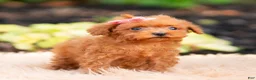 Maltipoo dogs for sale: Berribelle - Ad 5