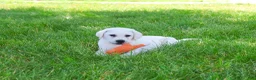 Labrador Retriever dogs for sale: Percival  - Ad 3