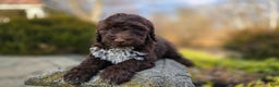 Portuguese Water Dog dogs for sale: Tori - Ad 11