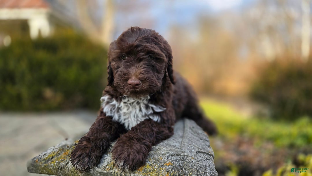 Portuguese Water Dog dogs for sale: Tori - Ad 11
