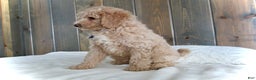 Mini Goldendoodle dogs for sale: Rusty - Ad 11