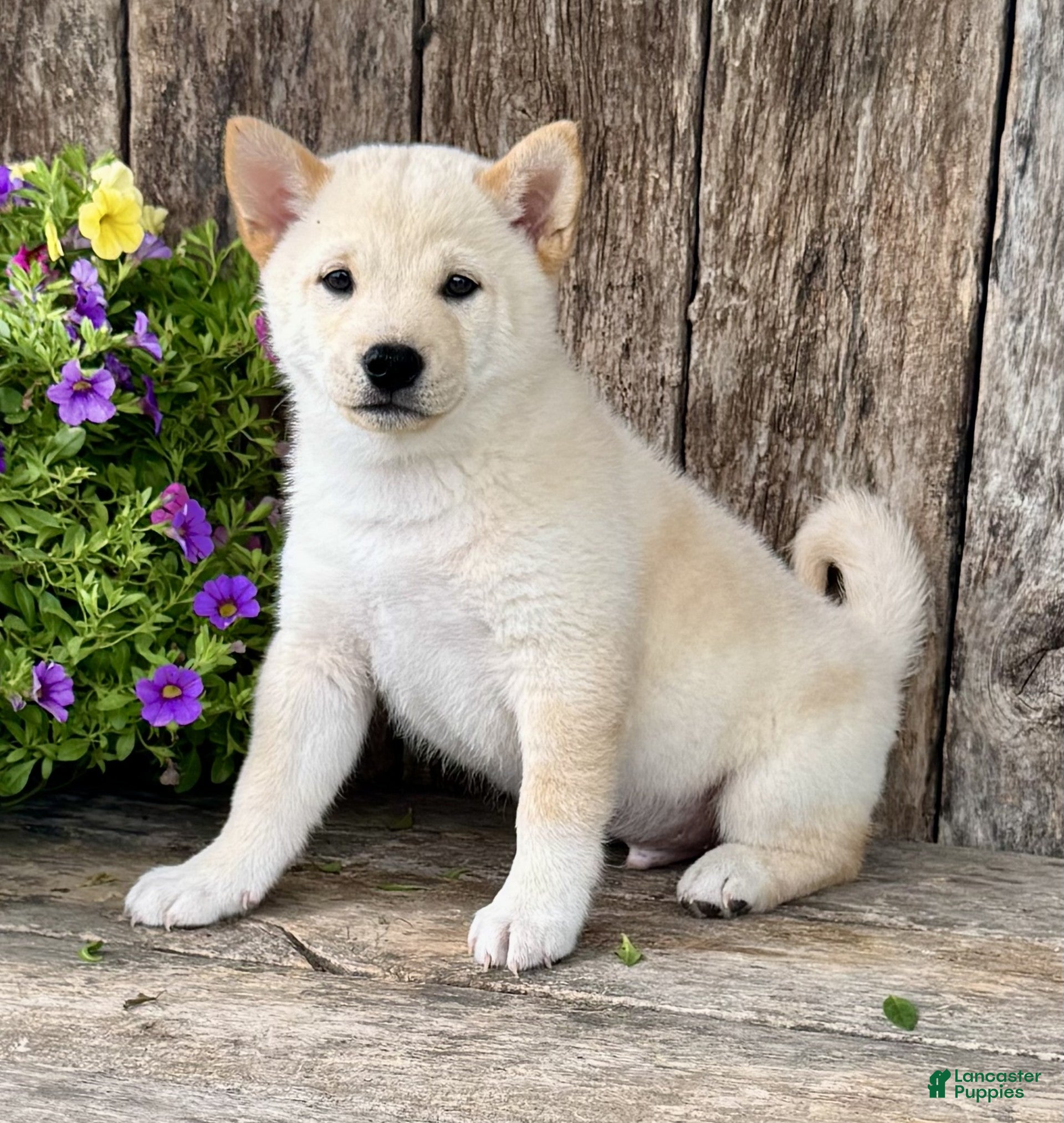 Shiba Inu dogs Tito - Ad 2