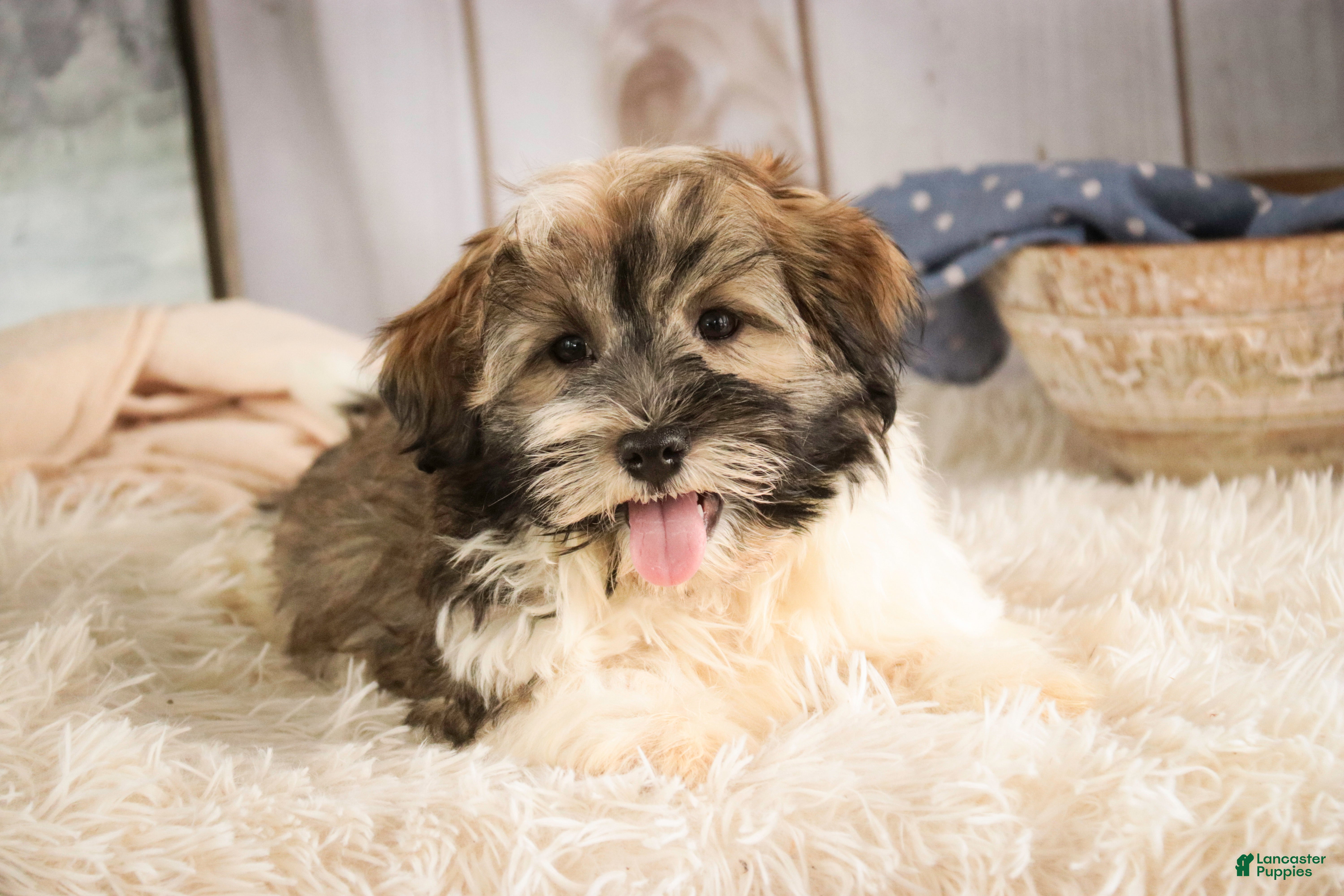 Havanese dogs  Snickerdoodle - Ad 2
