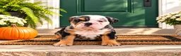 English Bulldog dogs for sale: Princess - Ad 2