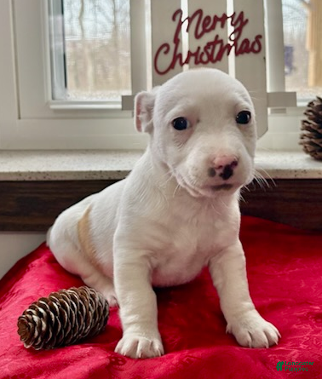 Jack Russell Terrier dogs for sale: Isaiah - Ad 5