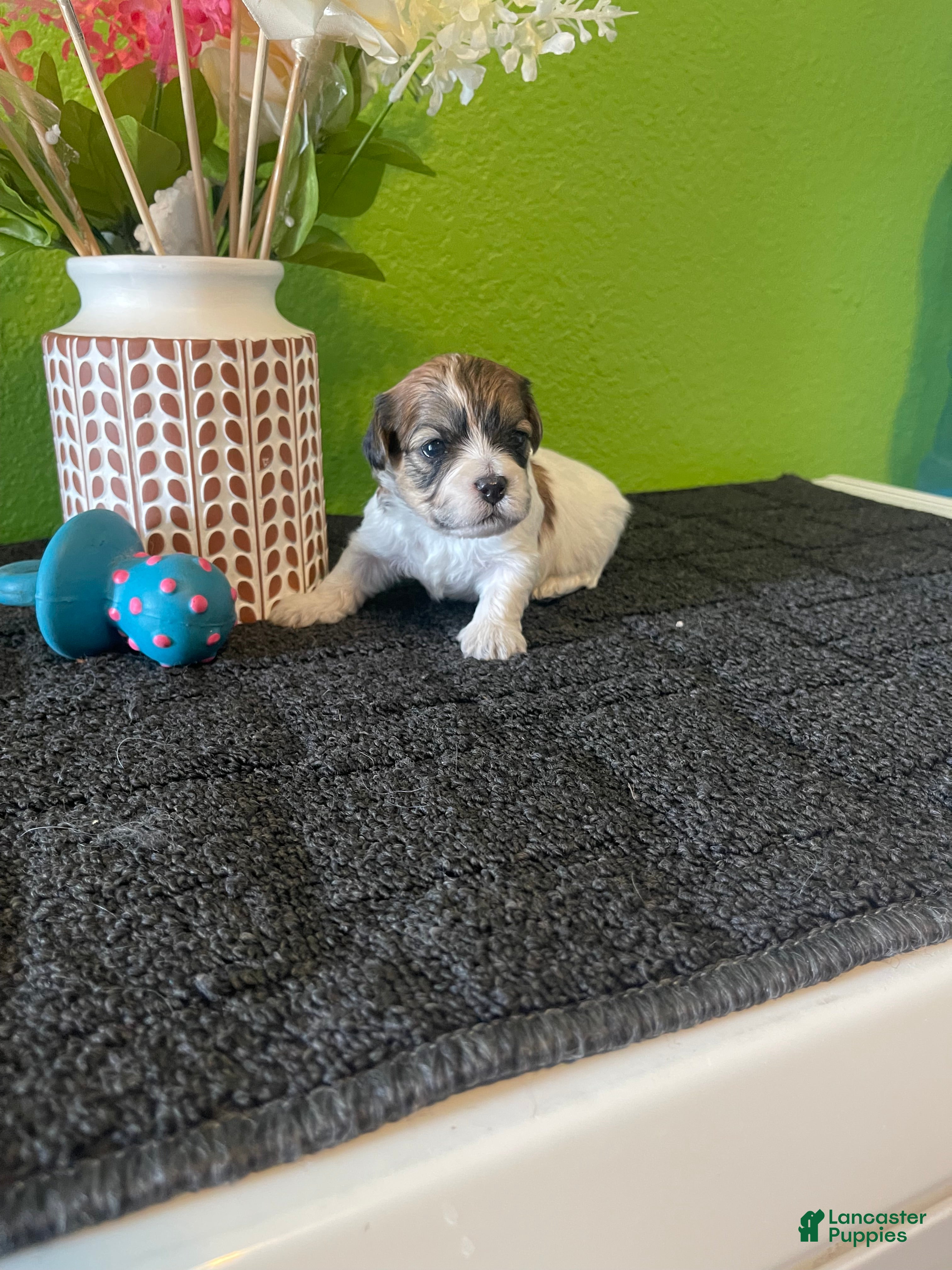 Havanese dogs for sale: Havanese 2 - Ad 3