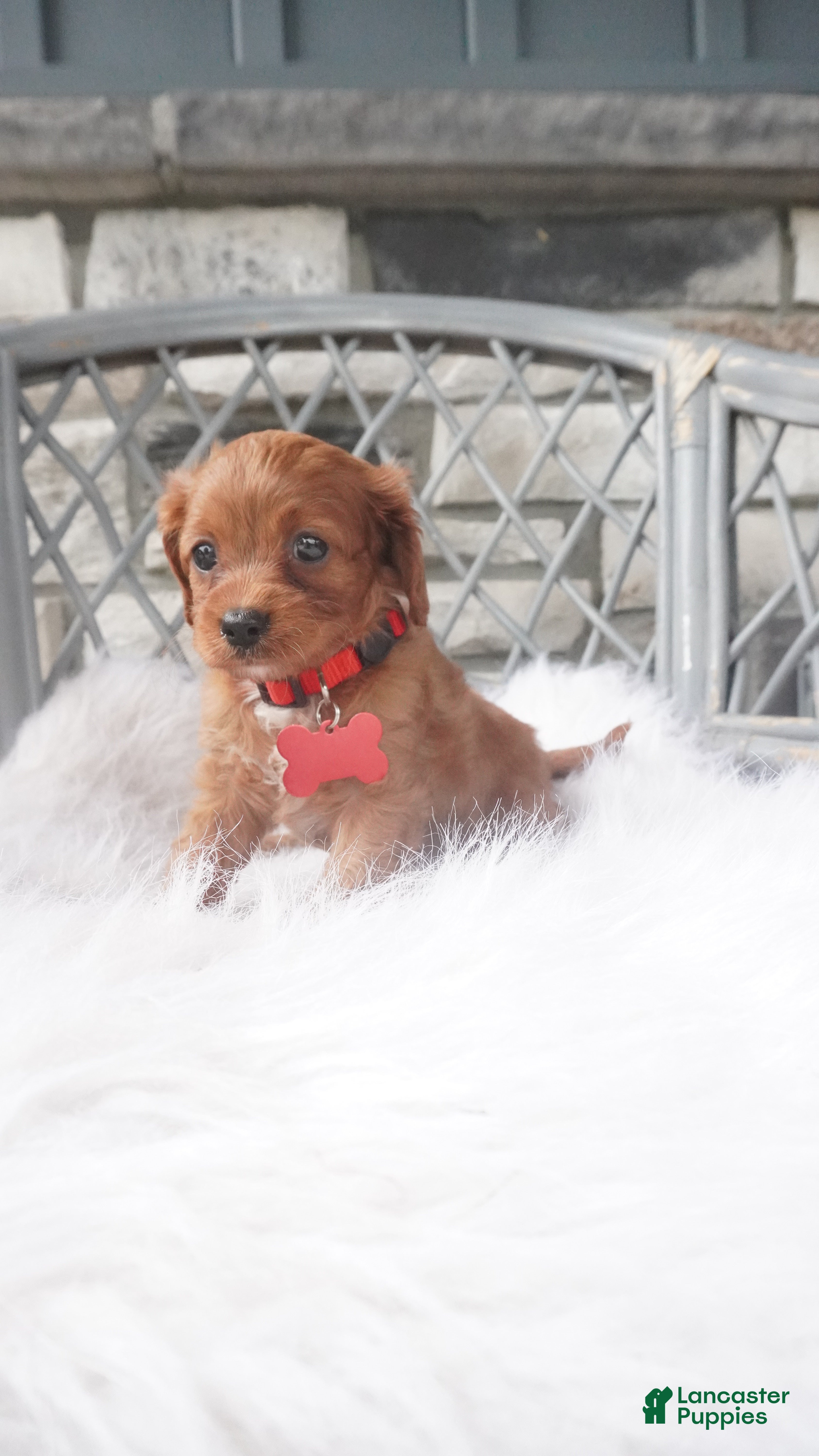 Cavapoo dogs Caroline  - Ad 2