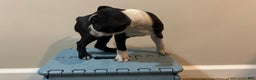 Boston Terrier dogs for sale: Megan - Ad 2