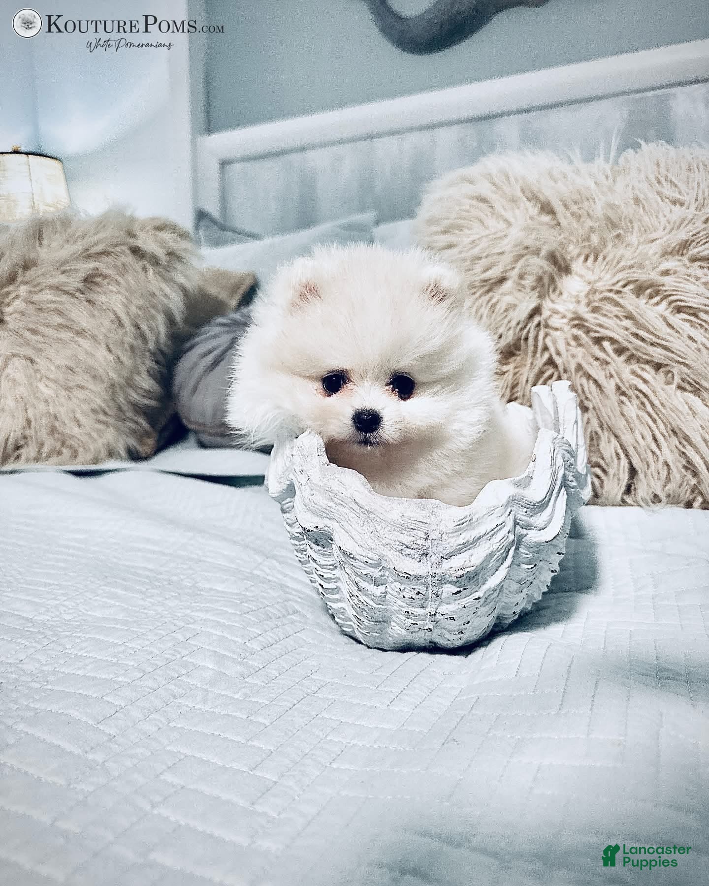 Pomeranian dogs Margot - Ad 12