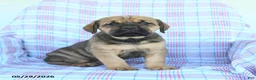 Cane Corso dogs for sale: Seth - Ad 3