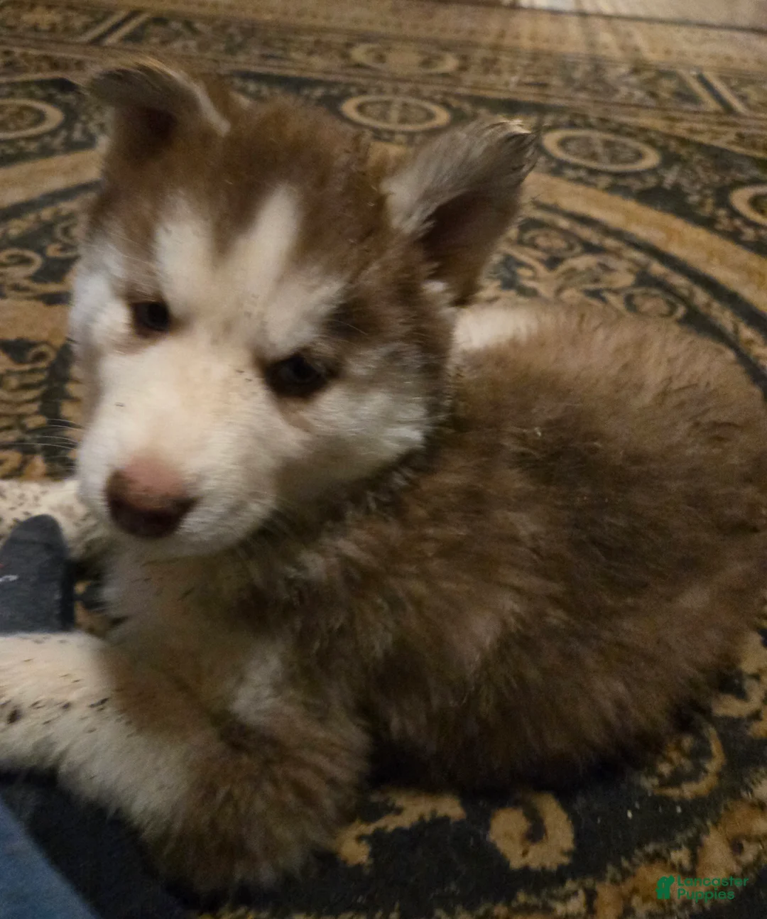 Siberian Husky dogs for sale: Dollie - Ad 4