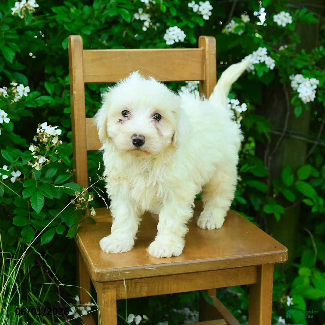 Maltipoo dogs for sale: Kaleb - Ad 1