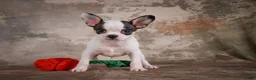 Chihuahua dogs for sale: Ernie - Ad 13