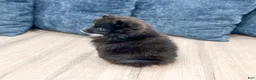 Pomeranian dogs for sale: Oreo - Ad 7