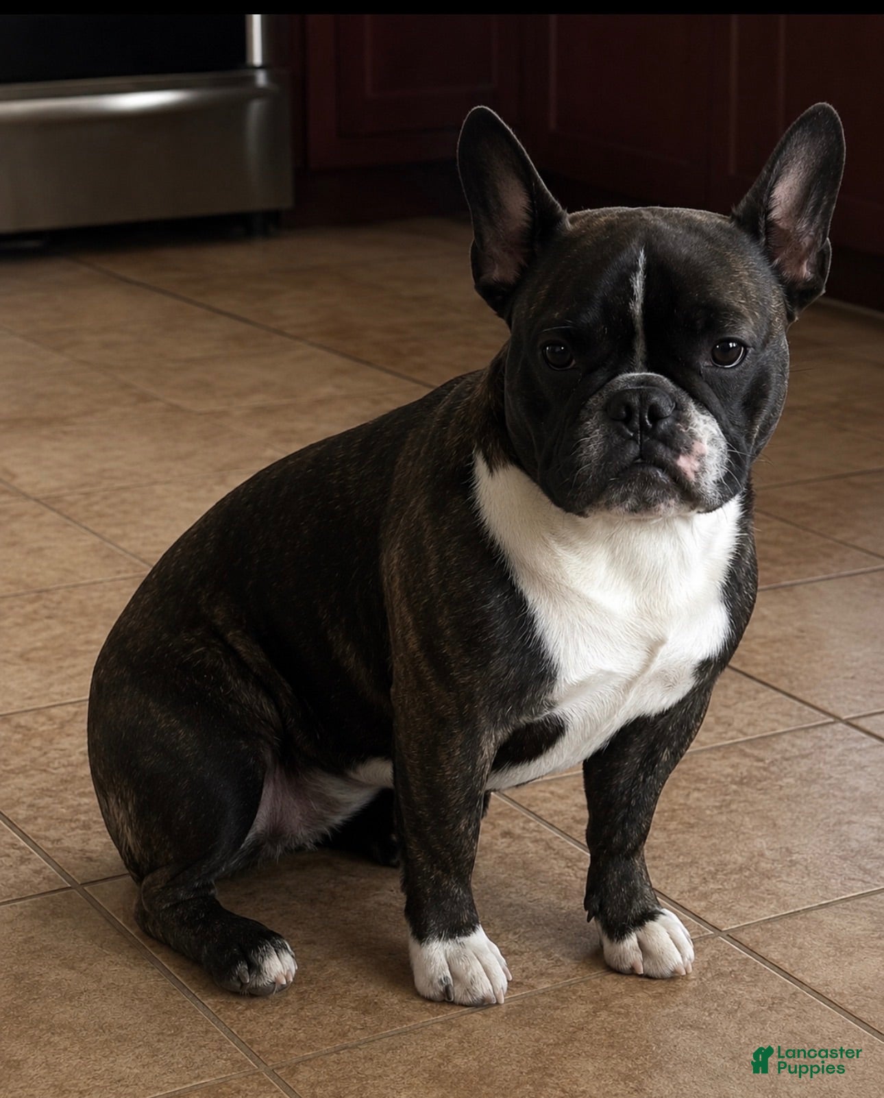 French Bulldog dogs Cece  - Ad 1