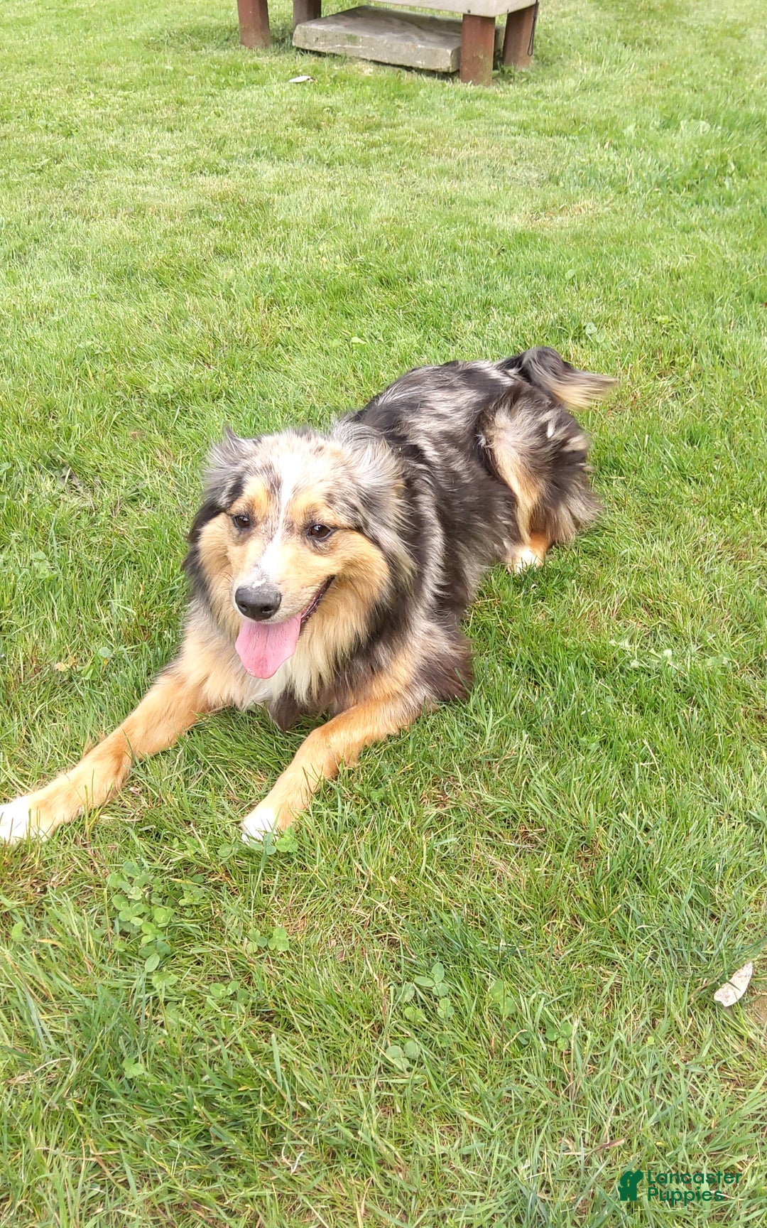 Aussiedoodle dogs for sale: Flo - Ad 5